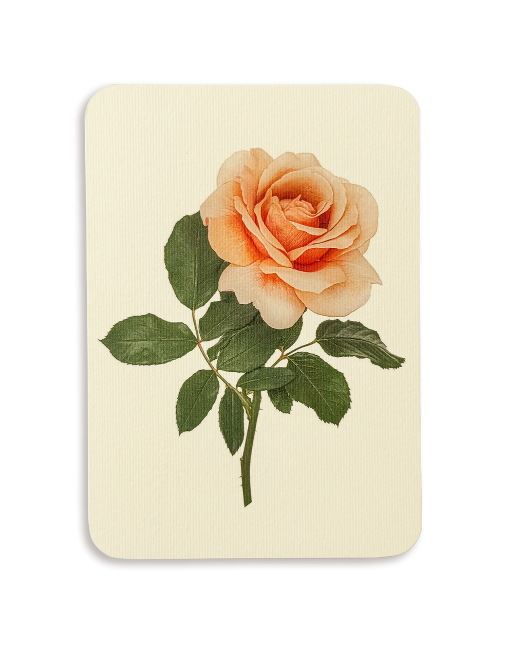 Dusky Rose Greeting Card