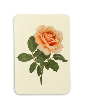 Dusky Rose Greeting Card