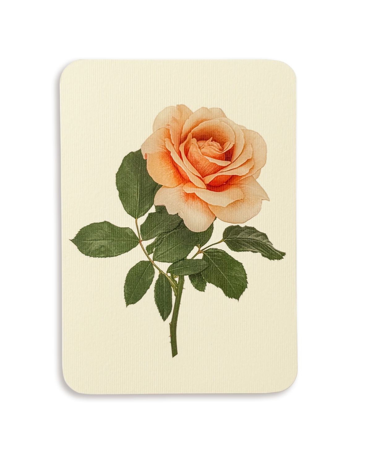 Dusky Rose Greeting Card