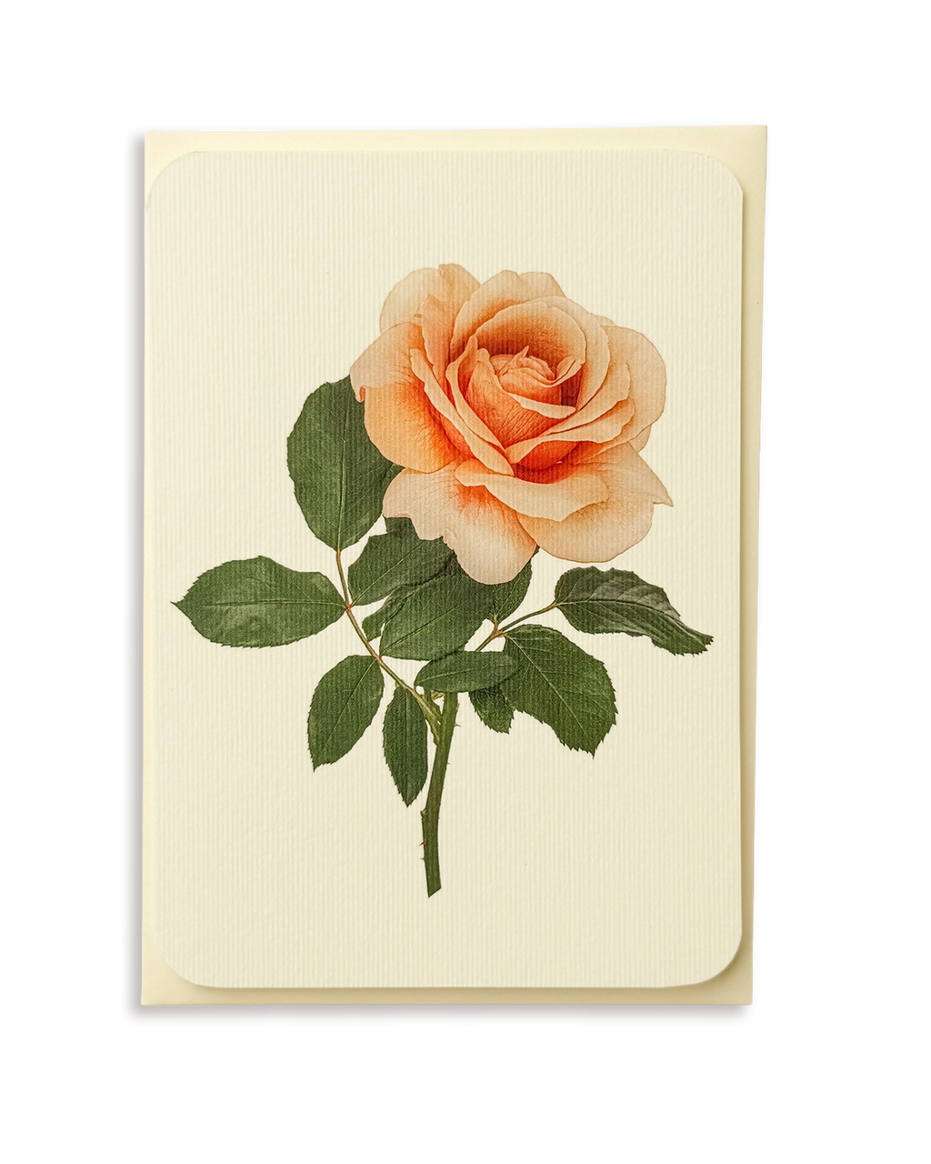 Dusky Rose Greeting Card