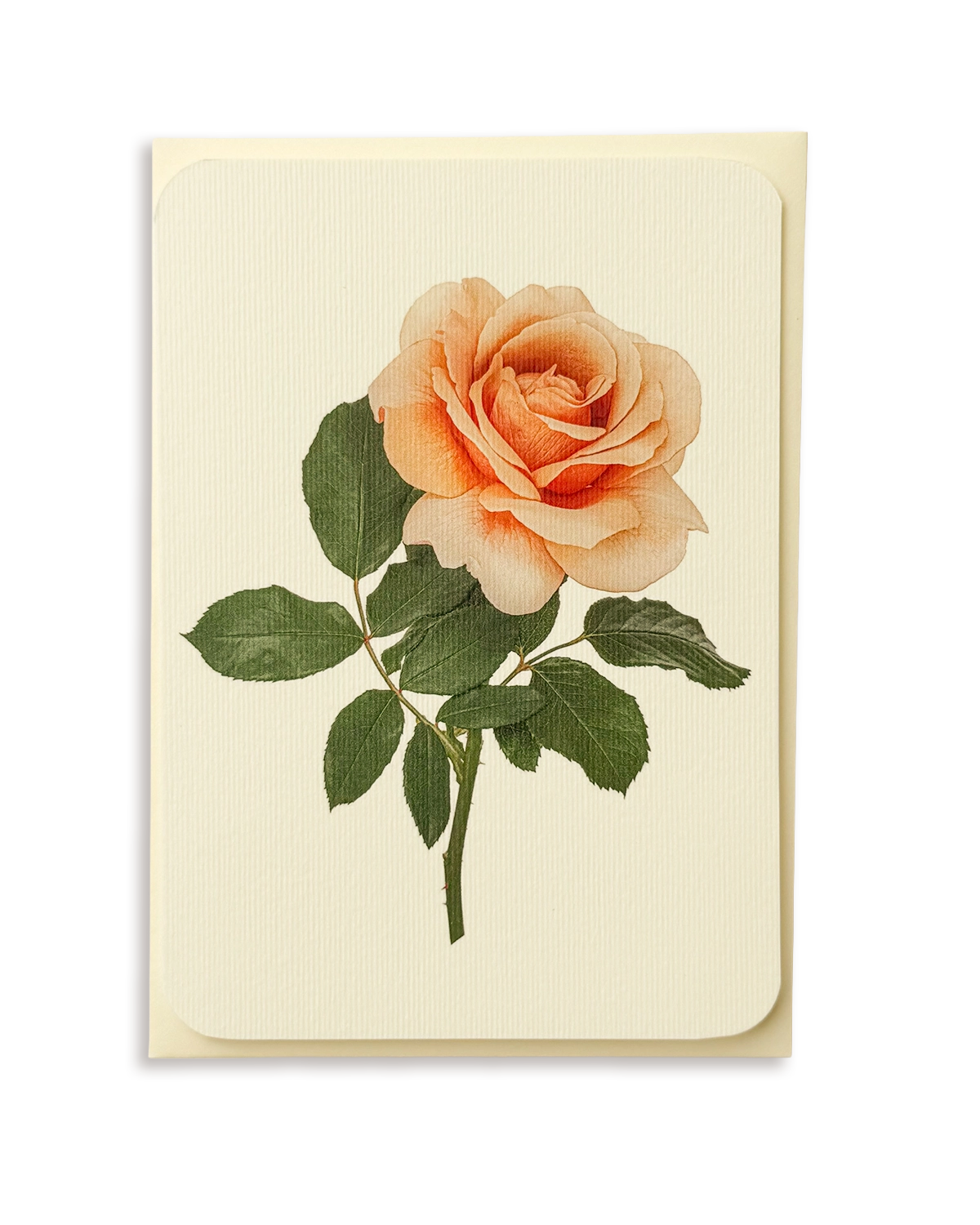 Dusky Rose Greeting Card