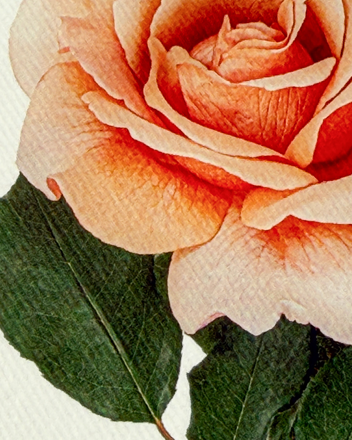 Dusky Rose Greeting Card