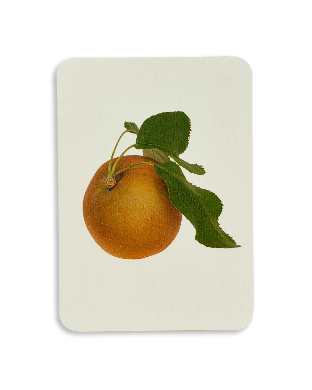 English Garden Apples Mixed Set of 6 Greeting Cards