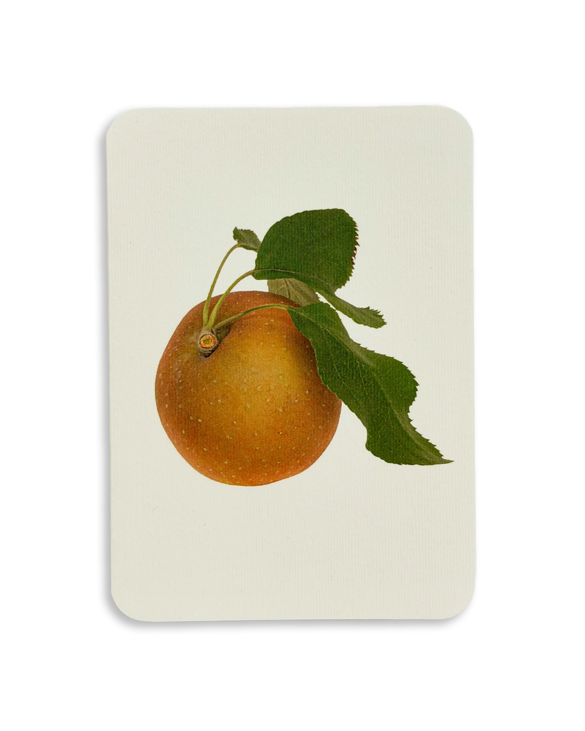 Egremont Russet Apple Greeting Card