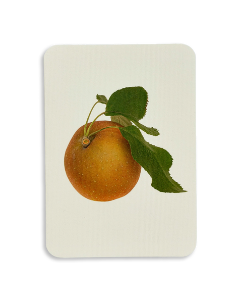 Egremont Russet Apple Greeting Card