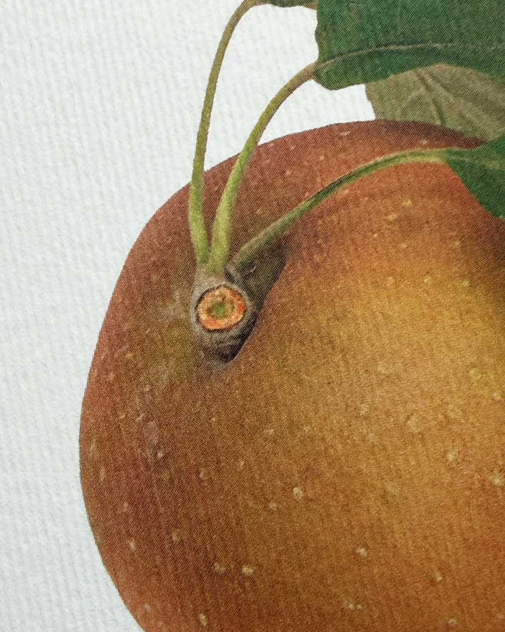 Egremont Russet Apple Greeting Card