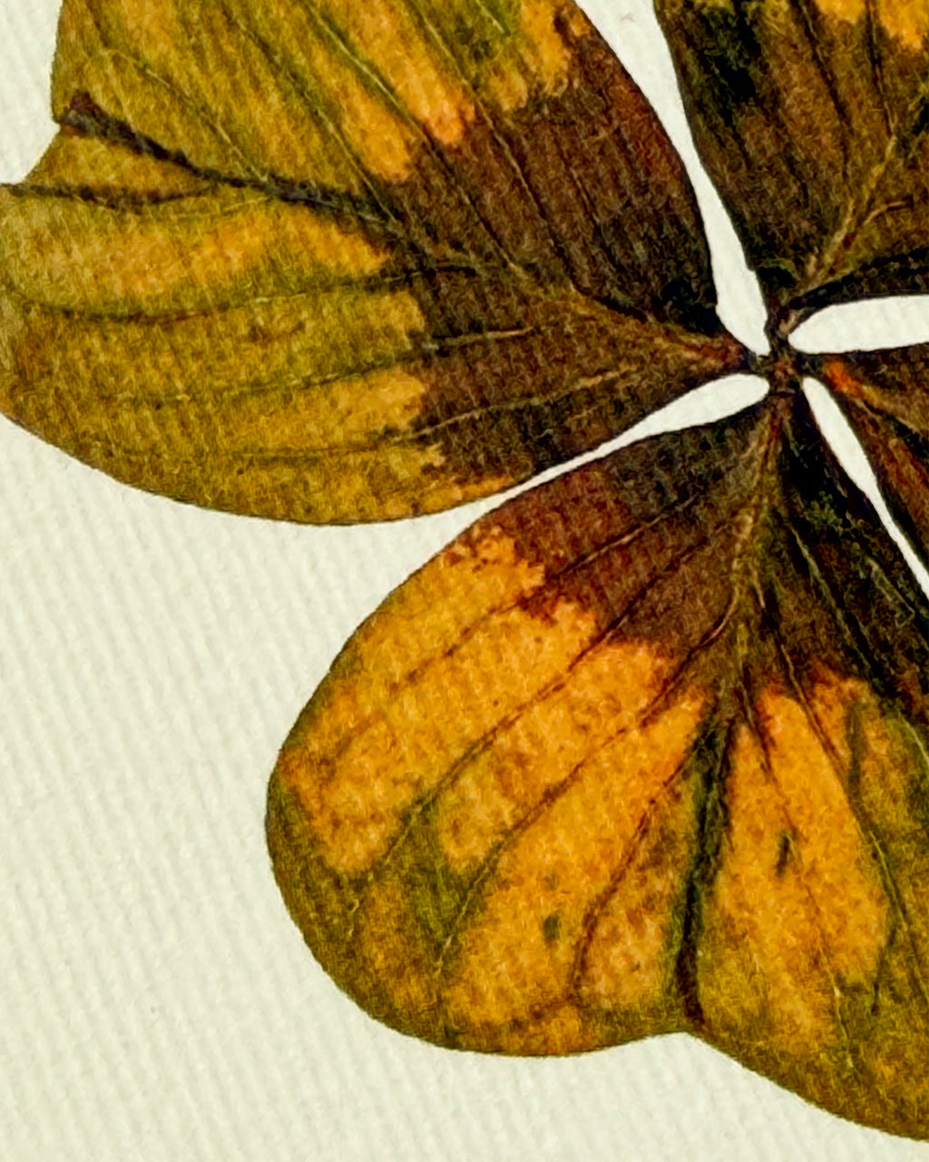 Four Leaf Clover Greeting Card