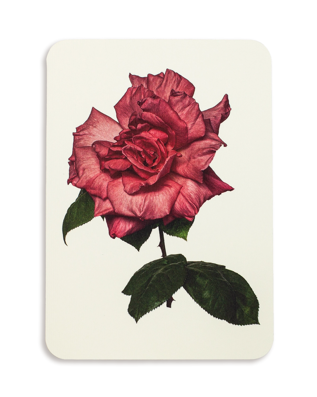 English Garden Roses Mixed Set of 6 Greeting Cards