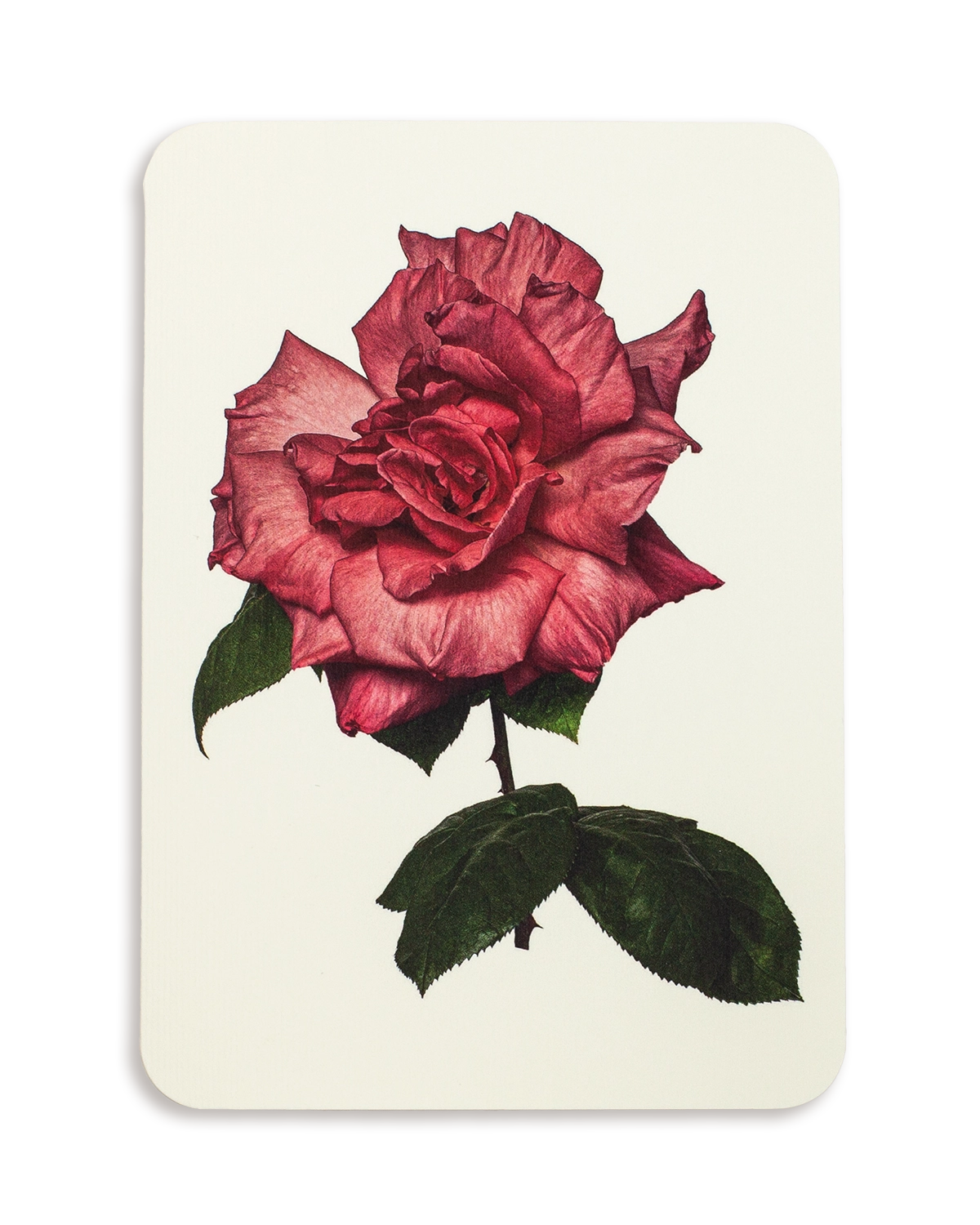 English Garden Roses Mixed Set of 6 Greeting Cards