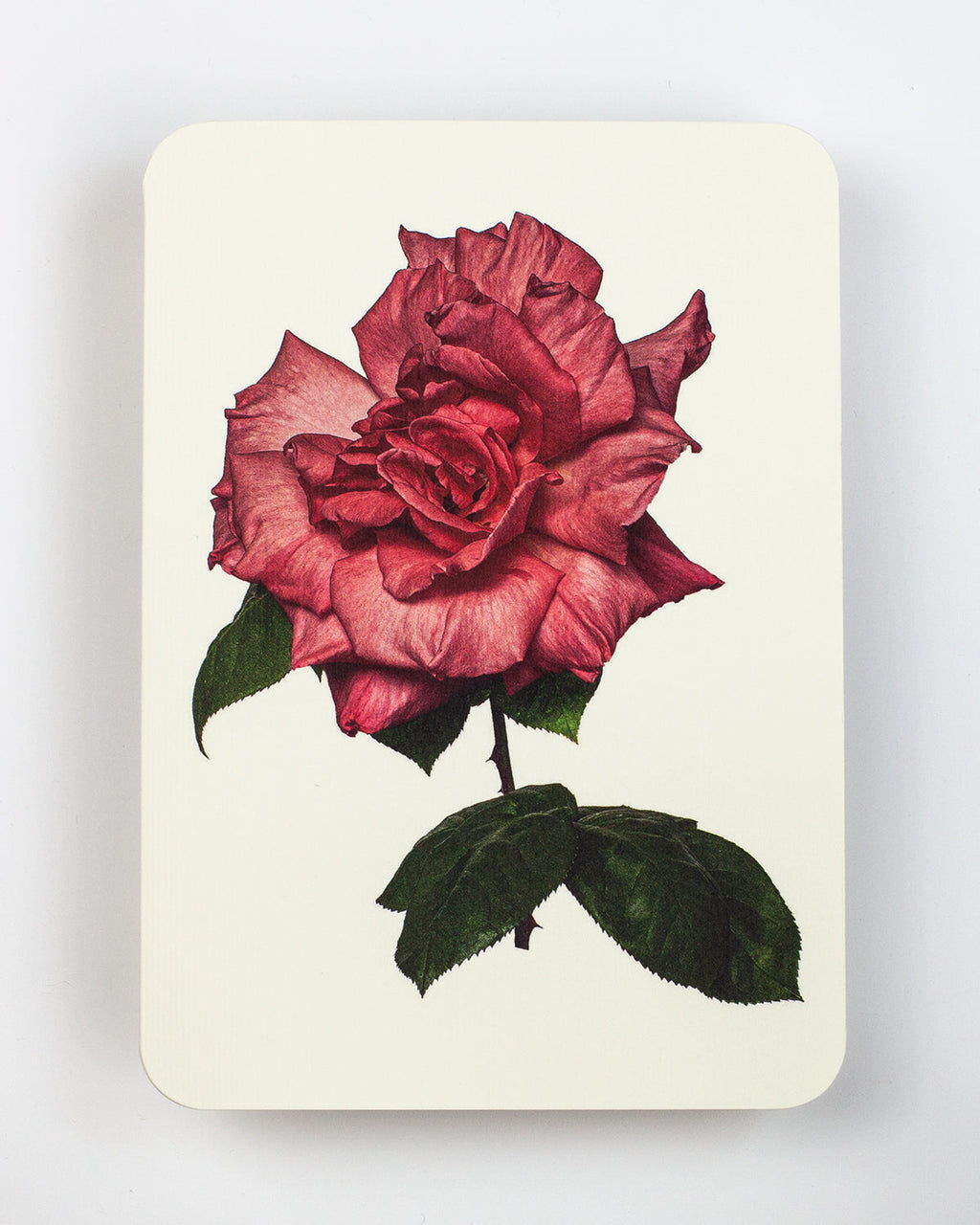 Garden Rose Greeting Card