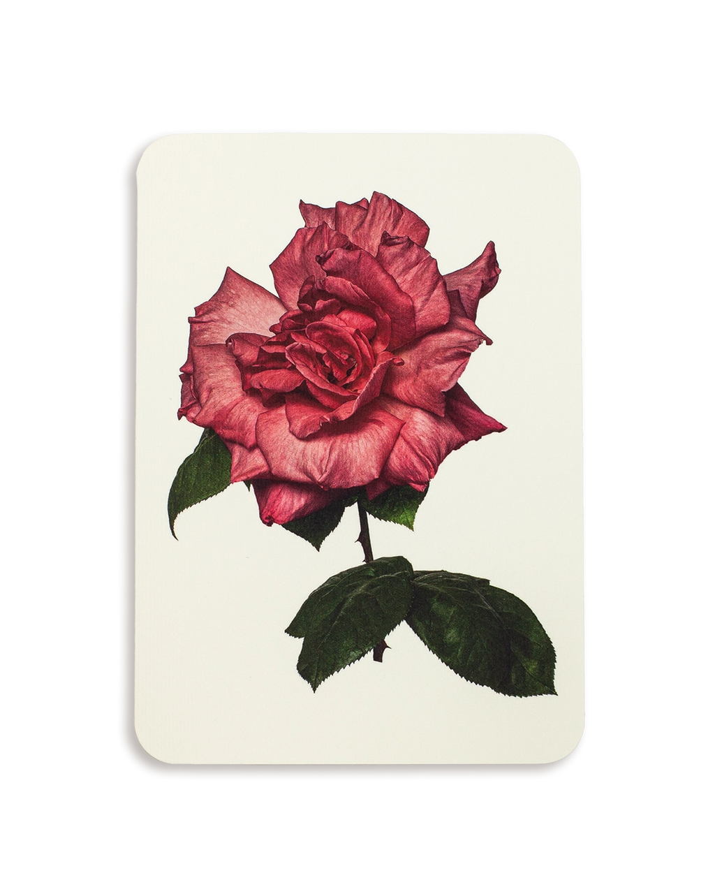 Garden Rose Greeting Card