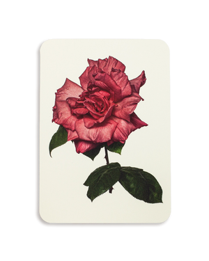 Garden Rose Greeting Card