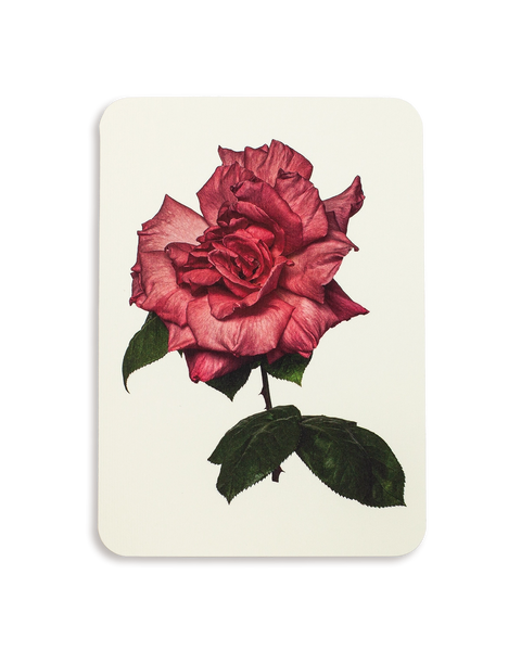 Garden Rose Greeting Card