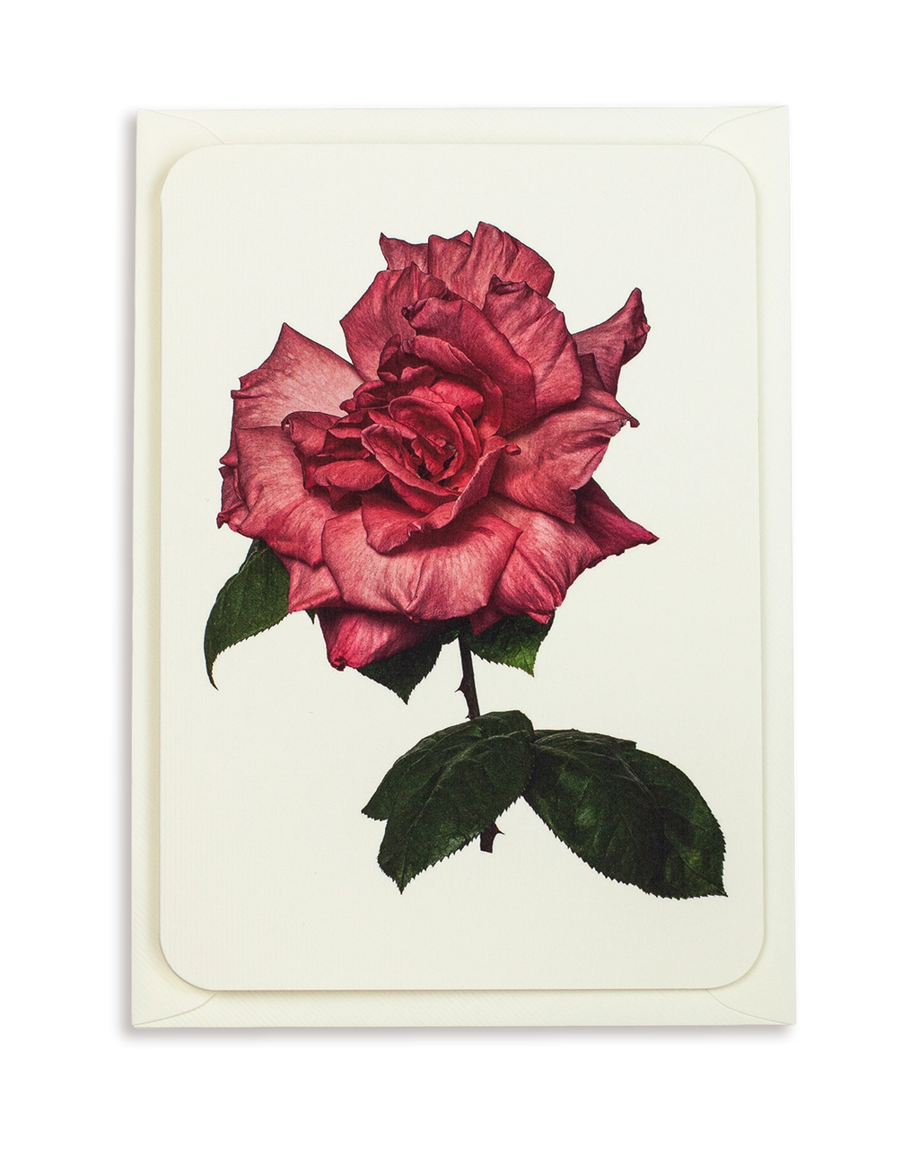 Garden Rose Greeting Card