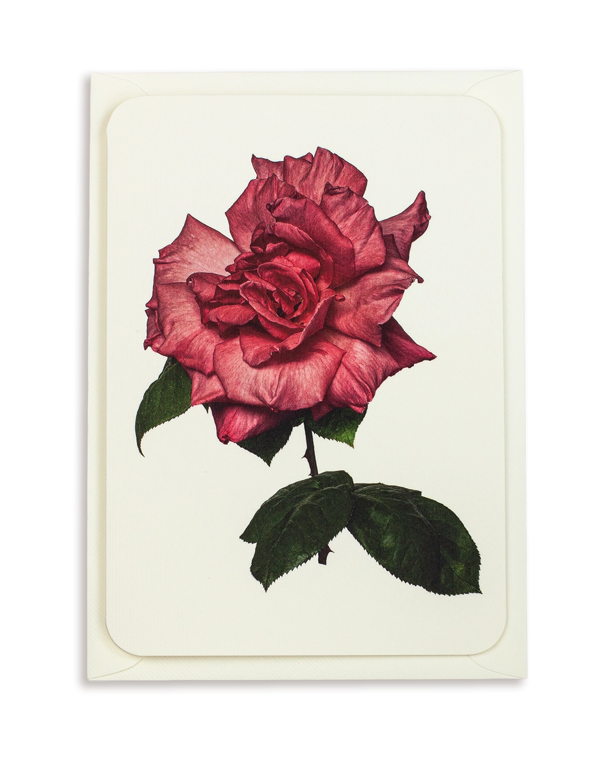 Garden Rose Greeting Card