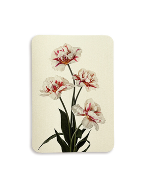Tulips Greeting Card