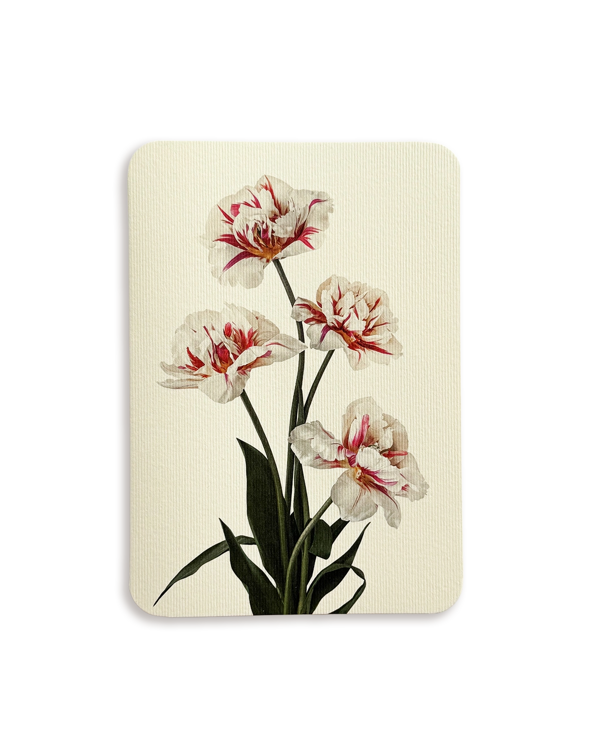 Tulips Greeting Card