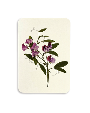 Violet Sweet Peas Greeting Card