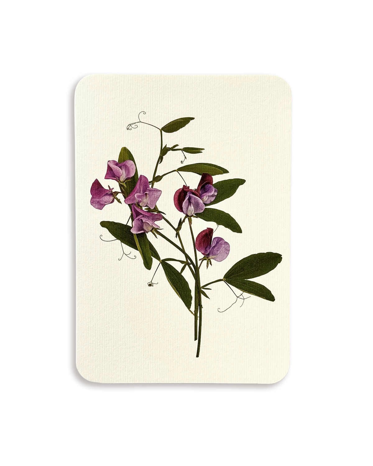 Violet Sweet Peas Greeting Card
