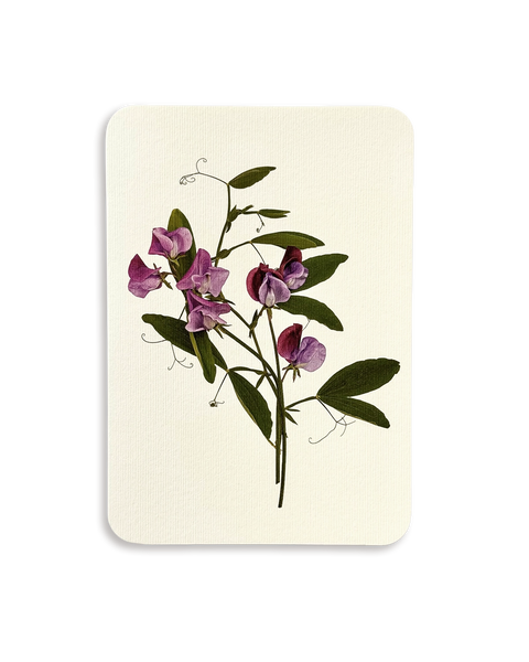 Violet Sweet Peas Greeting Card