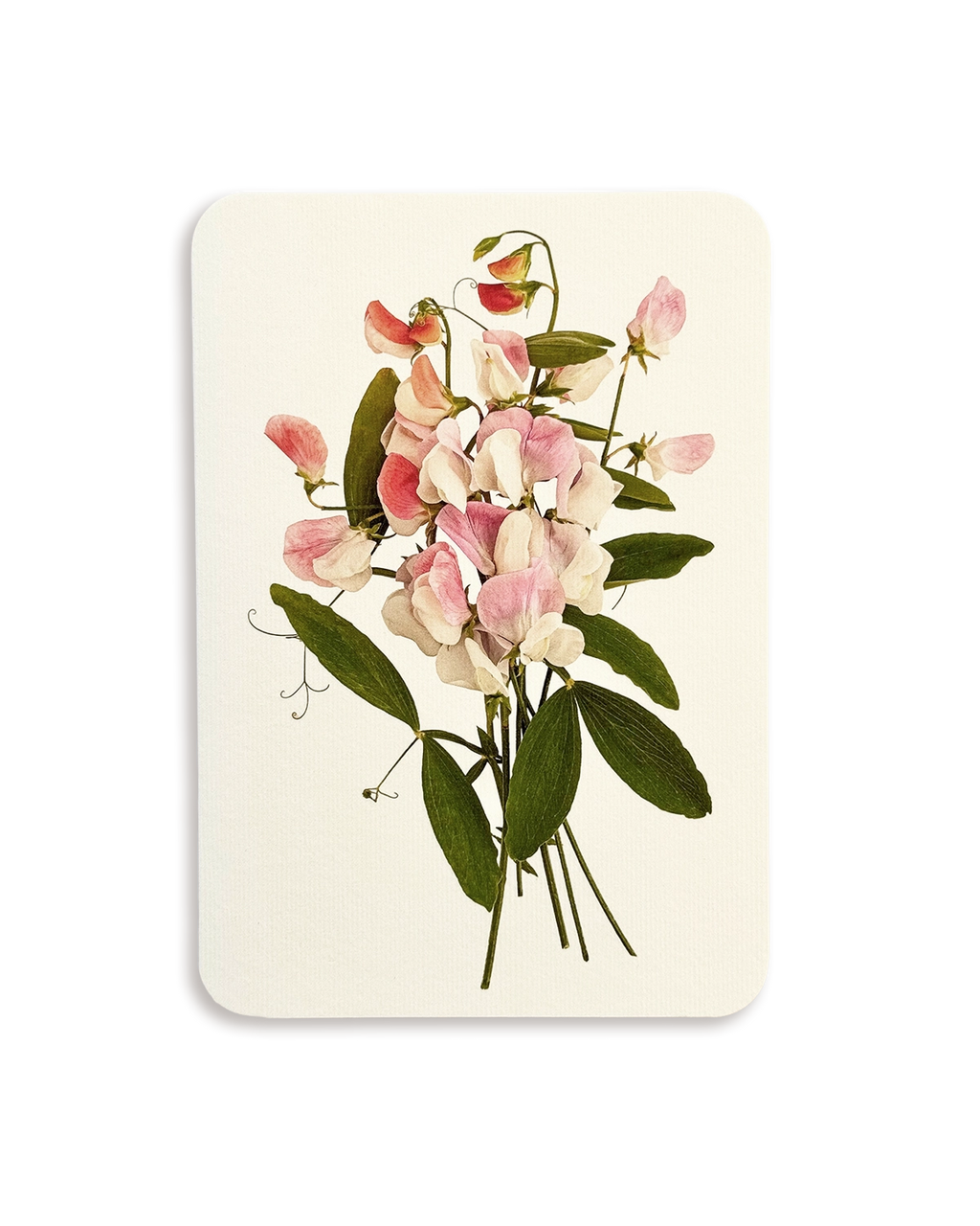Pink Sweet Peas Greeting Card