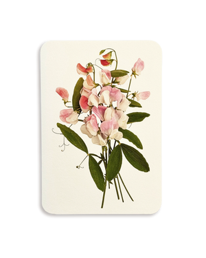 Pink Sweet Peas Greeting Card