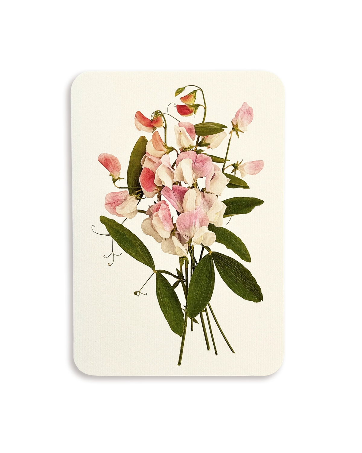 Pink Sweet Peas Greeting Card