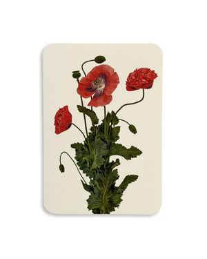 Wild Poppies Greeting Card