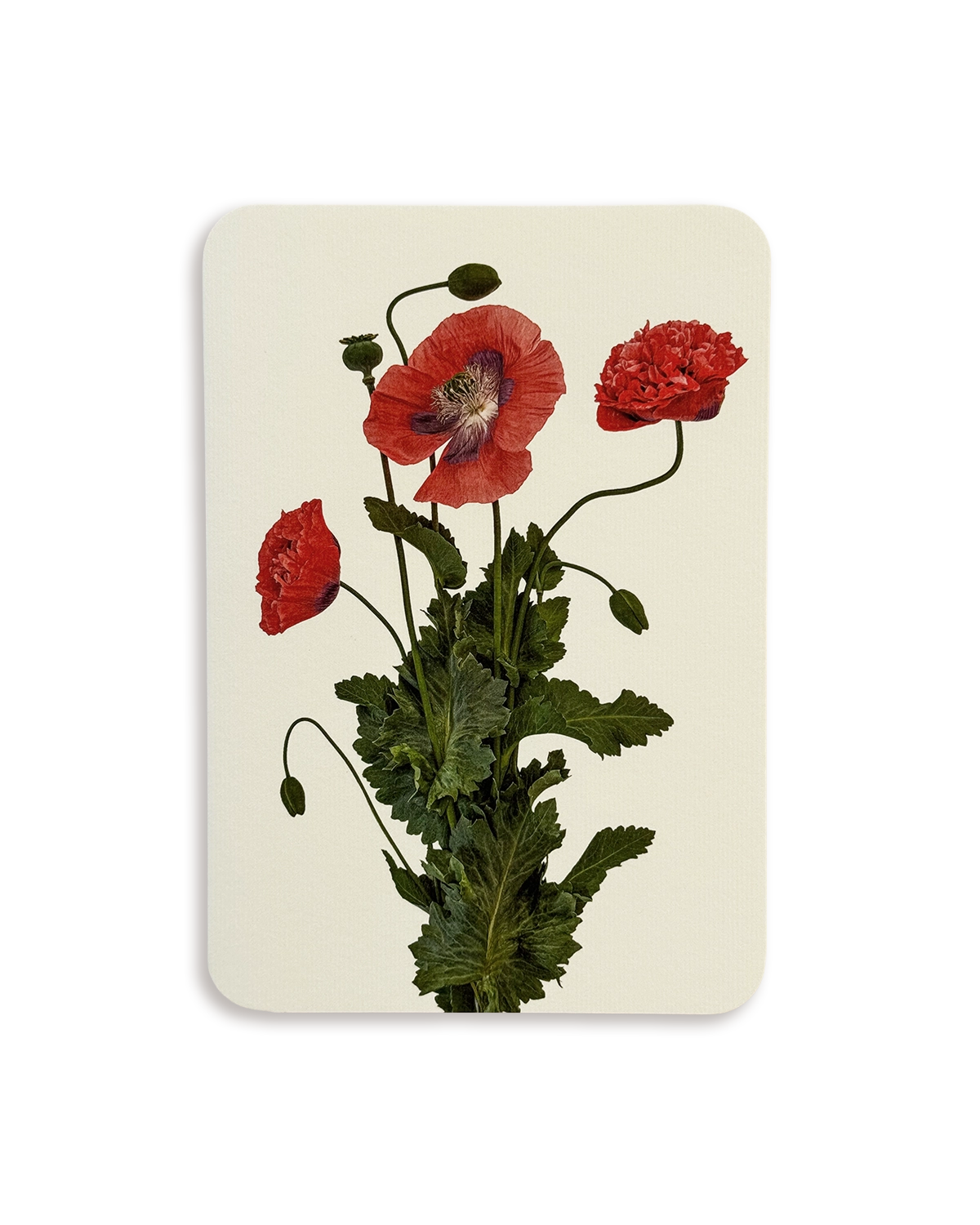 Wild Poppies Greeting Card