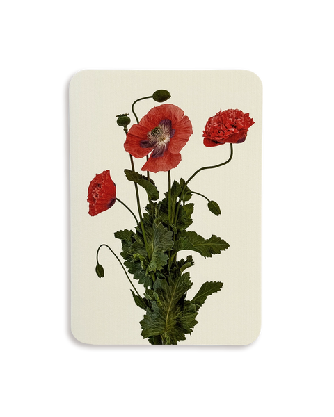 Wild Poppies Greeting Card