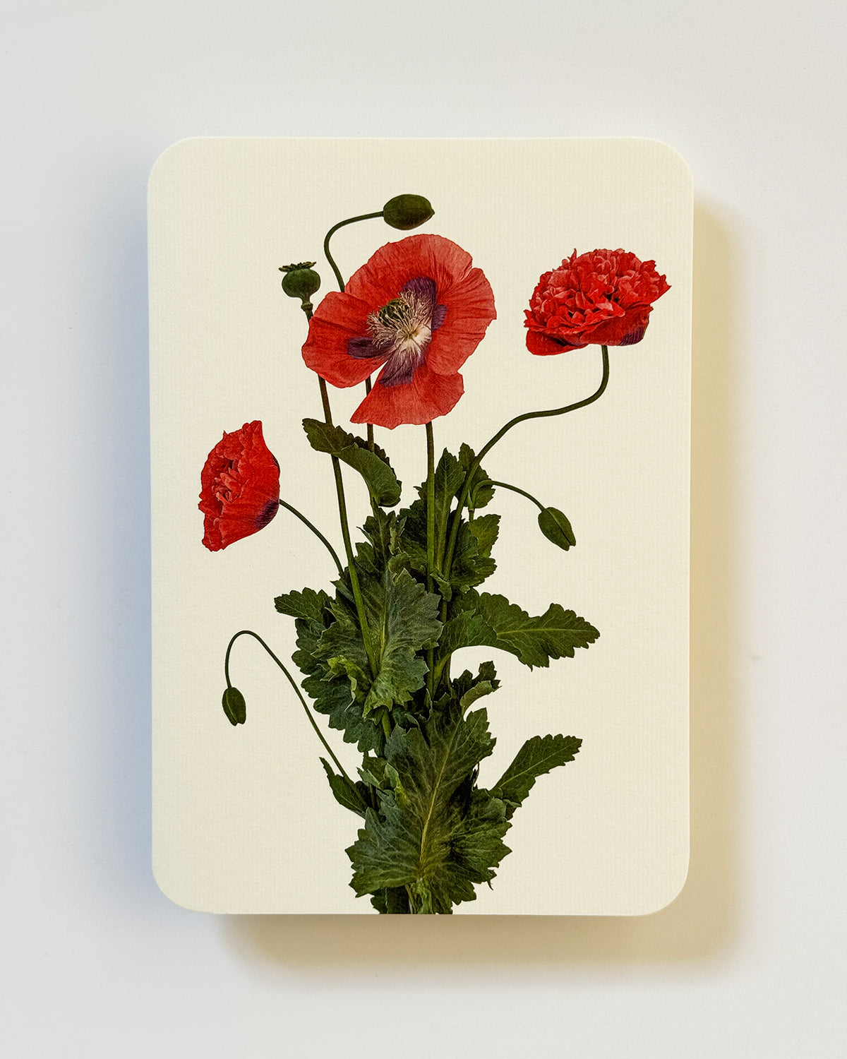 Wild Poppies Greeting Card