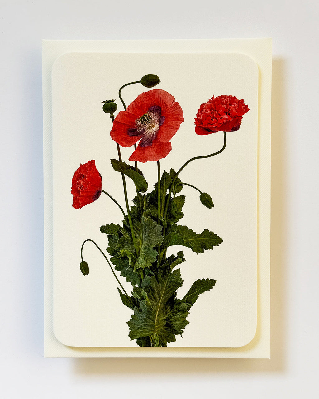 Wild Poppies Greeting Card