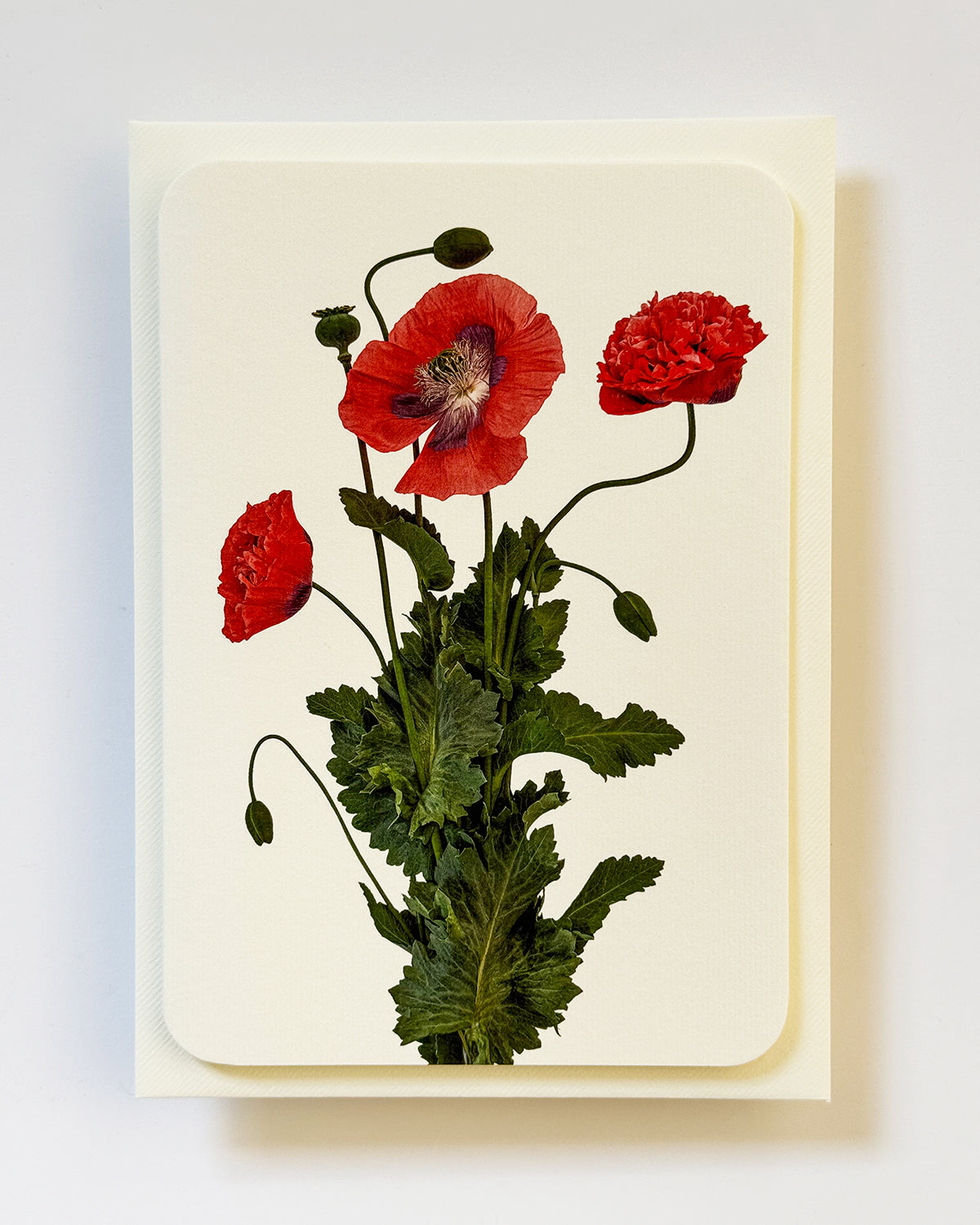 Wild Poppies Greeting Card