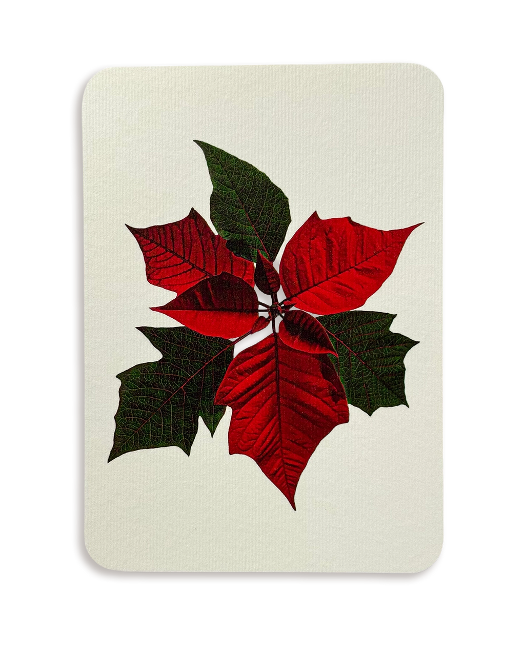 Poinsettia Greeting Card