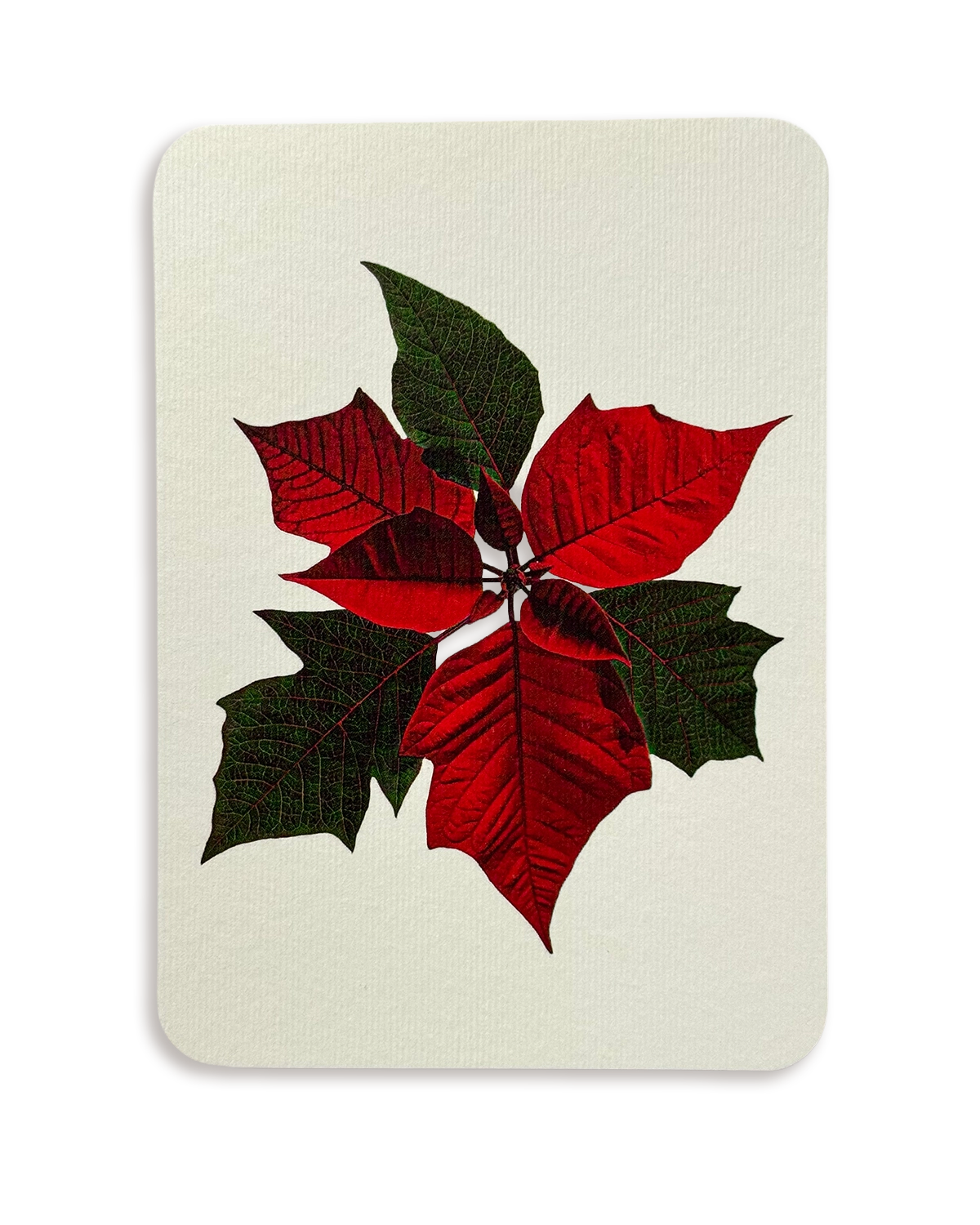 Poinsettia Greeting Card
