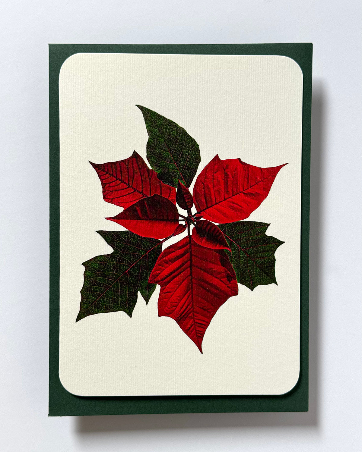 Poinsettia Greeting Card