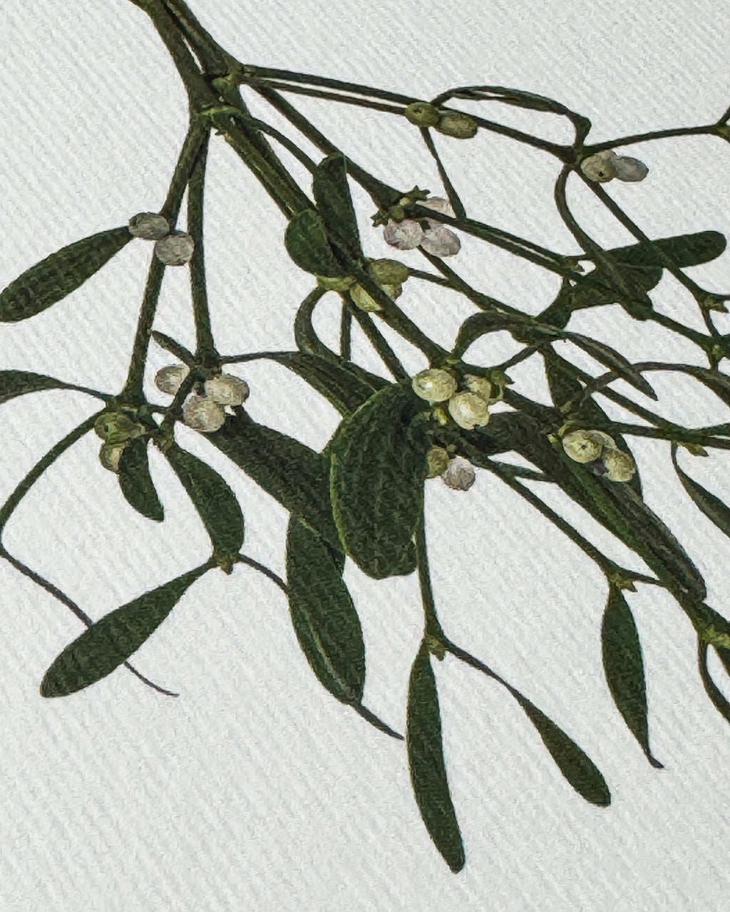 Mistletoe Branch Greeting Card
