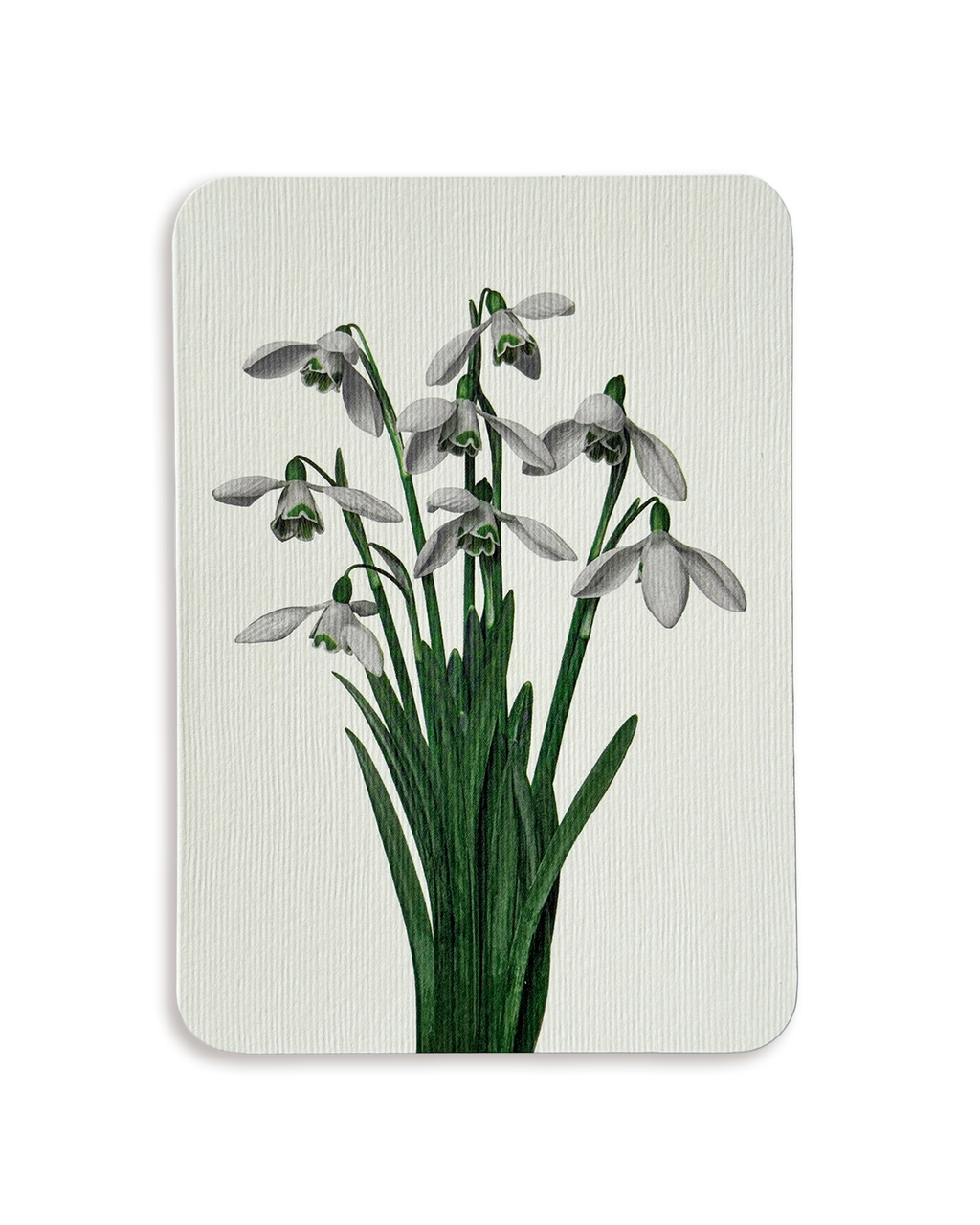 Snowdrops Greeting Card