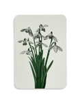 Snowdrops Greeting Card