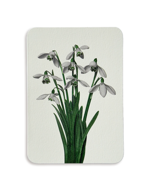 Snowdrops Greeting Card