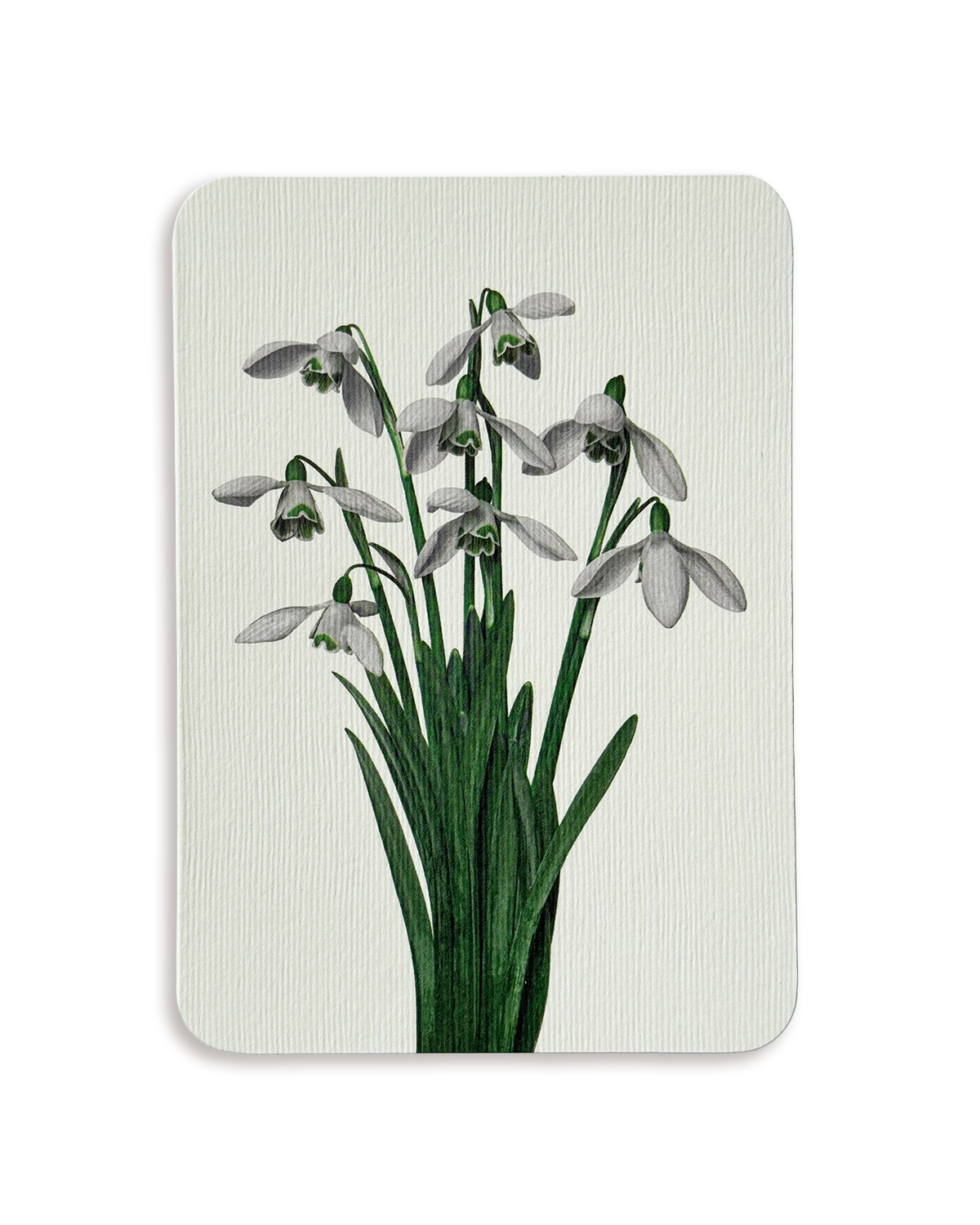 Snowdrops Greeting Card