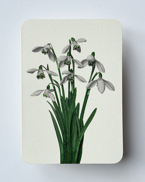 Snowdrops Greeting Card