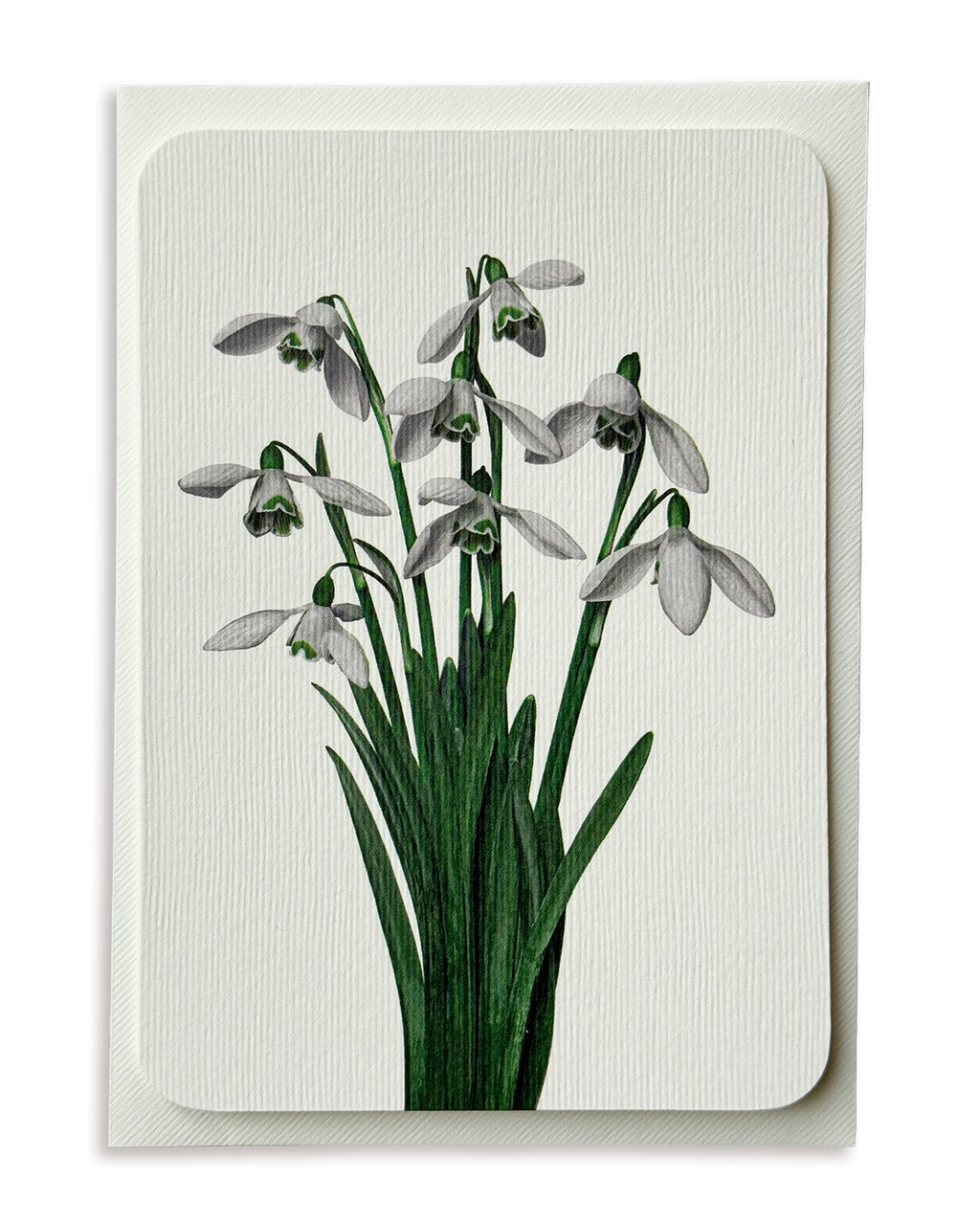 Snowdrops Greeting Card