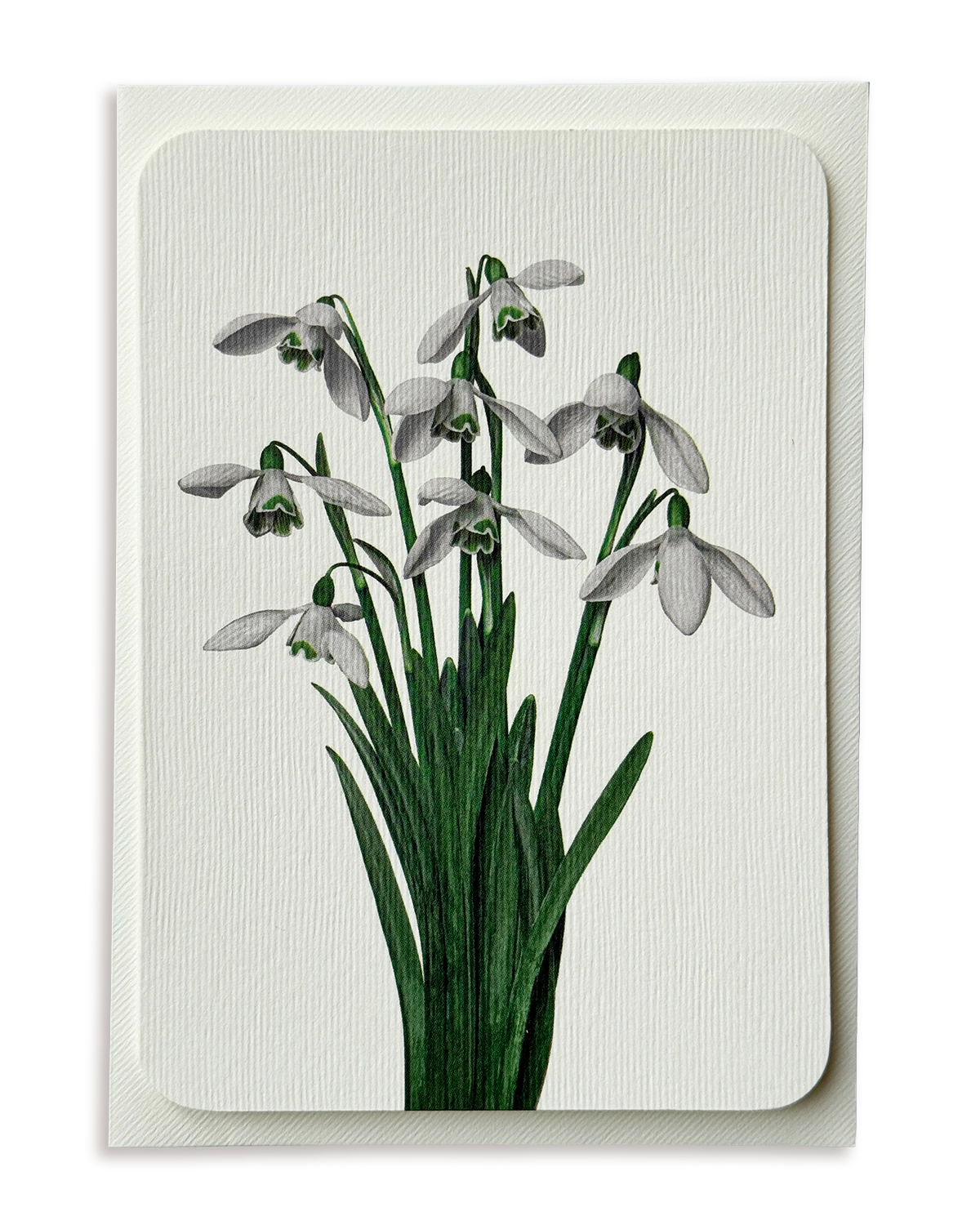 Snowdrops Greeting Card
