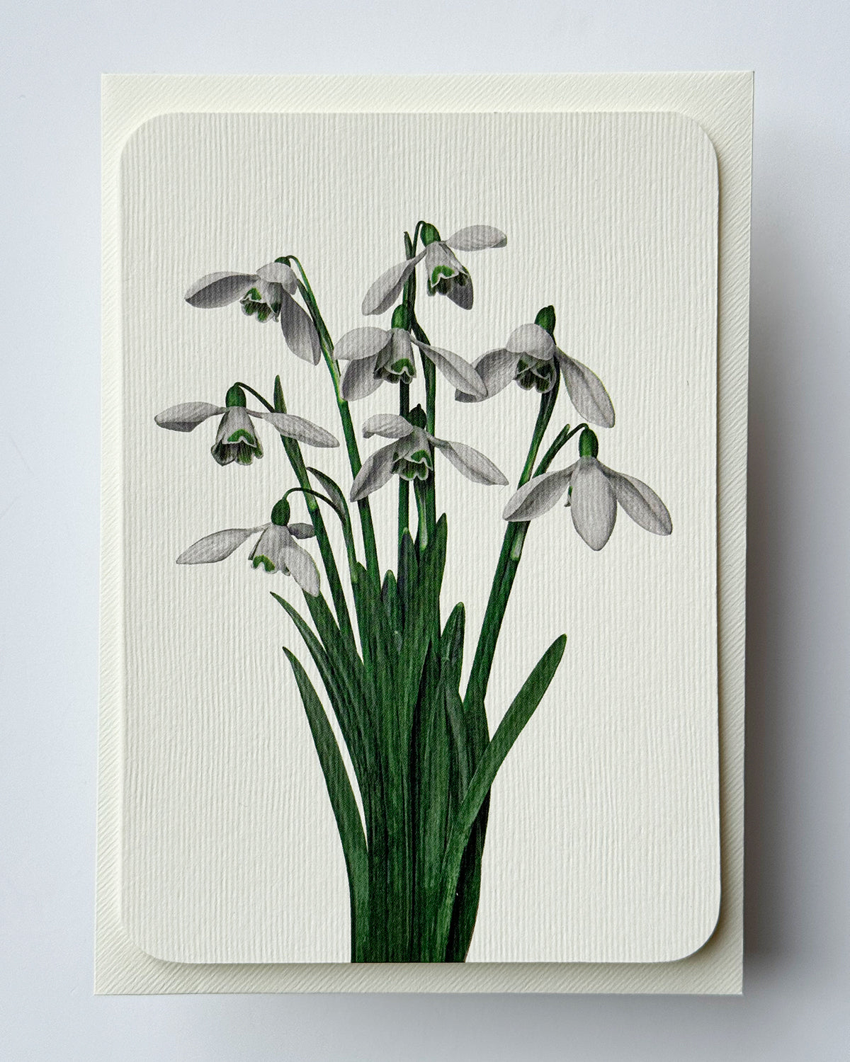 Snowdrops Greeting Card
