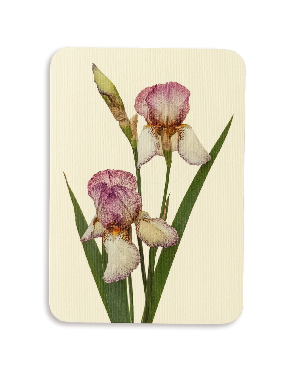 Iris Greeting Card