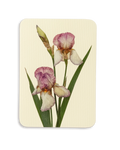 Iris Greeting Card