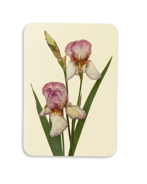 Iris Greeting Card