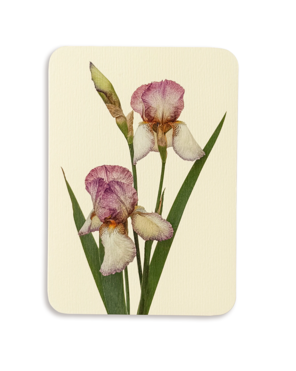 Iris Greeting Card