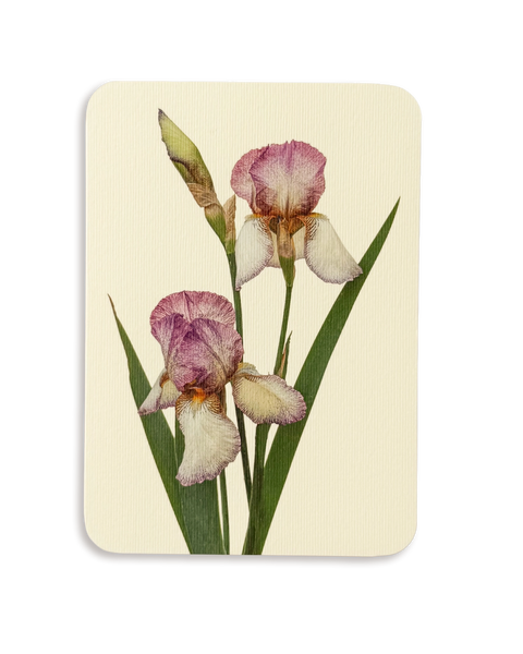 Iris Greeting Card